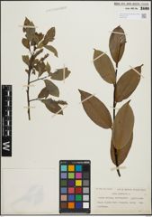 Foto von Salix pentandra L.